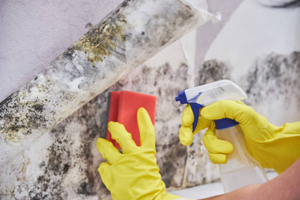 Why You Should Choose Our Mold Remediation Services in Port Byron, IL