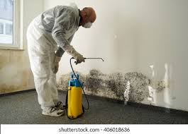 Professional Mold Inspection in Port Byron, IL